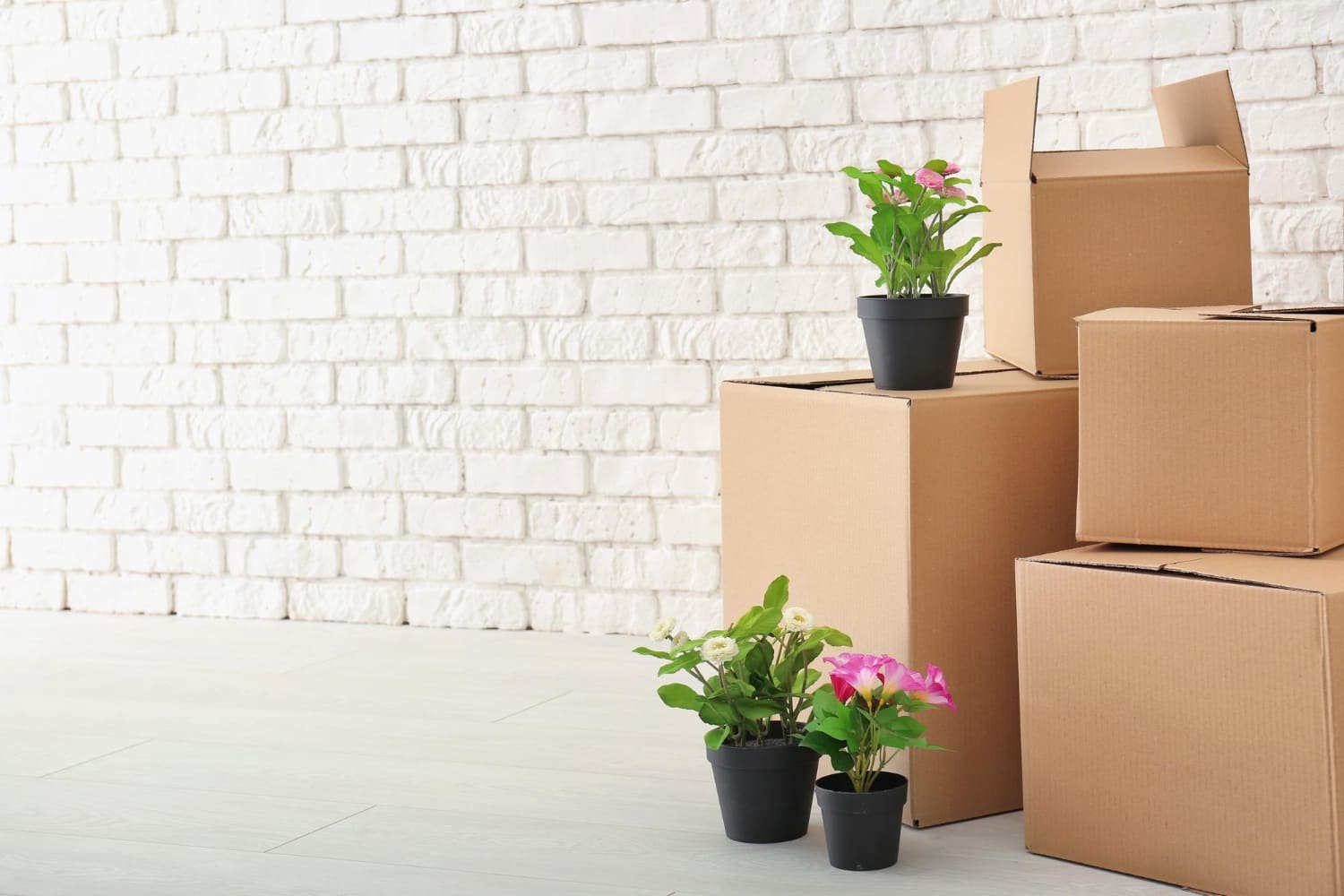 boxes and plants
